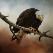 Maureen Ravnik – “View To A Kill” - www.maureenravnik.crevado.com