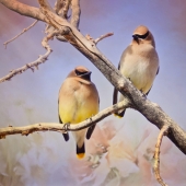 Maureen Ravnik – “Visitors In The Garden” - www.maureenravnik.crevado.com