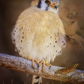 Maureen Ravnik – “Watching & Waiting” - www.maureenravnik.crevado.com