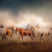 Maureen Ravnik – “Prairie Thunder” - www.maureenravnik.crevado.com