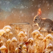 Maureen Ravnik – “Snow Bunny” - www.maureenravnik.crevado.com