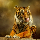 Maureen Ravnik – “Wild Eyes” - www.maureenravnik.crevado.com