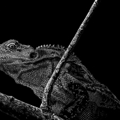 Nathan Cole – “Creeping Iguana” - https://www.artworkarchive.com/profile/nathan-cole