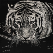 Nathan Cole – “The Tiger Swims at Night” - https://www.artworkarchive.com/profile/nathan-cole