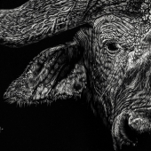 Nathan Cole – “Widowmaker of the Savanna” - https://www.artworkarchive.com/profile/nathan-cole