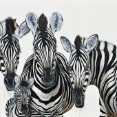 Groom (1) Img #1  Hey Look at Me