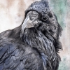 D - 4th Place - OA - Paint - Hamlin (1) Img #4 Raven Study