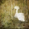 I - 9th Place - OA - Photo - Mierau-Klein (1) Img #3 Egret in the Aspen Forest
