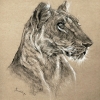 F - 6th Place - OA - Paint - Simmons (1) Img #1 Lioness sketch