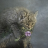 G - 7th Place - OA - Photo - Wilde (1) Img #3 Small Wonders