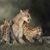 E - 5th Place - Photo - Goodrich (1) Img #3 Cougar and Kittens