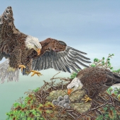 D - 4th Place - Paint - Lindahl (1) Img #4 Quadriptych Panel 4 - Mating Ritual 4 - Later, Eaglets in Nest