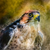 I - 9th Place - Photo - Mierau-Klein (1) Img #3 Lanner Falcon