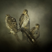 B - 2nd Place - Photo - Wilde (1) Img #2 The Lookouts