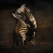 3rd Place – Overall - Bernice Fargus - “Fighting Zebras” – bernicefargus@gmail.com