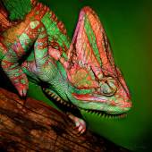 6th Place – Overall - Barbara Mierau-Klein - “Colorful Chameleon” – www.barbaramierauklein.com