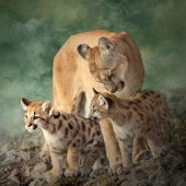 7th Place – Overall - LouAnn Goodrich - “Tender Moment” – www.louanngoodrich-photoartist.com