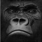 Esther Gane - “Hercules” – esther.gane@clear.net.nz