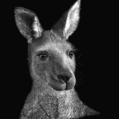 Linda Lunnon - “Kangaroo Portrait” – www.lindalunnon.com