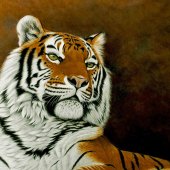 Andrew Forkner - “Siberian Regal” – www.andrewforkner.co.uk