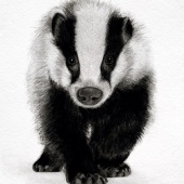 Olga Paparega - “Badger” – www.instagram.com/olgapaparega