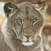 Sabine Lackner - “Spirit of the Lion Queen” – www.tier-zeichnungen.at