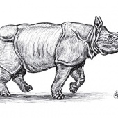 Lokesh Coomar - “Bull Indian Rhinoceros” – www.facebook.com/coomarwildlifeart