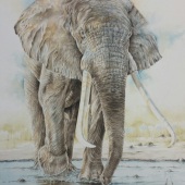 Telagio Baptista - “Gentle Giant” – www.telagiobap.com