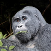 Ivan Jones - “Bwindi Breakfast Gorilla” – www.ivanjonesart.co.uk