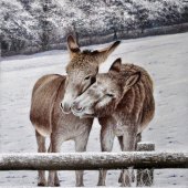 Ivan Jones - “Christmas Morning Donkeys” – www.ivanjonesart.co.uk