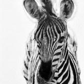 Dan Pyle - “Fine Lines” – www.danpyleartist.com