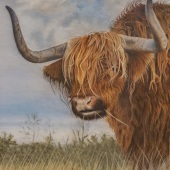 Susan Murray - “Highland Coo” – www.susanmurrayart.co.uk