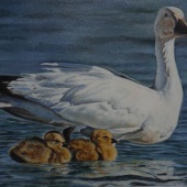 Stephanie Hundemer - “MaMa Snow Goose with New Babies” –  stephstardancerart@gmail.com
