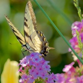 Stephen D. Smith - “Monarch Butterfly on Primrose Grape Blossoms” – www.stephendsmithphotography.com