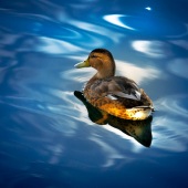 Bruce Wilson II - “Soup N Quackers” – www.kindlebardstudio.com/art-market