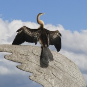 Carmen Traub - “A Bird on a Wing” – www.endangeredspecies2050.com