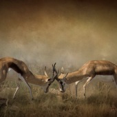 Christina Brunton – “Fighting Teenagers” - www.christinabrunton.com