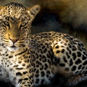 Christina Brunton – “Leopard Resting” - www.christinabrunton.com