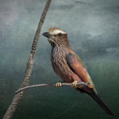 Christina Brunton – “Purple Roller” - www.christinabrunton.com