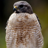 Elliott Block - “Hawk” – www.blockfineart.com