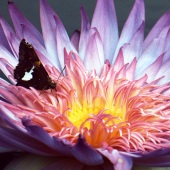 Elliott Block - “Butterfly and Waterlily” – www.blockfineart.com