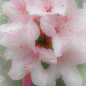 Vanessa Colerick - “Nature's Art” – dixieland12@comcast.net