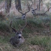 Larry E Klink - “Black-tailed Mule Deer Bucks” – www.earthwatcher.us