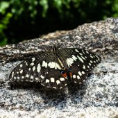 Ulla von Czekus - “Camouflage” – www.ullastudio.com