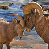 Maureen Ravnik - “Best Friends” – www.maureenravnik.crevado.com