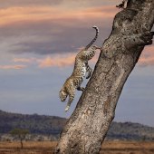 Bernice Fargus - “Leopard Descending” – bernicefargus@gmail.com