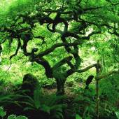 Marcia Berg Haskell - “Rainforest Tree” – www.marciascreativeworld.comRainforest-Tree”