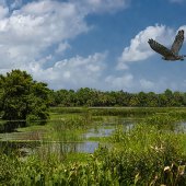 Sandy Friedkin - “Green Cay Landscape” – www.sandyfriedkin1942.viewbug.com