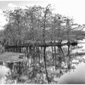 Sandy Friedkin - “Cypress Island” – www.sandyfriedkin1942.viewbug.com
