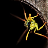 Tracey Lee Cassin - “The Doorman” – www.tracey-lee-cassin-art.blogspot.com